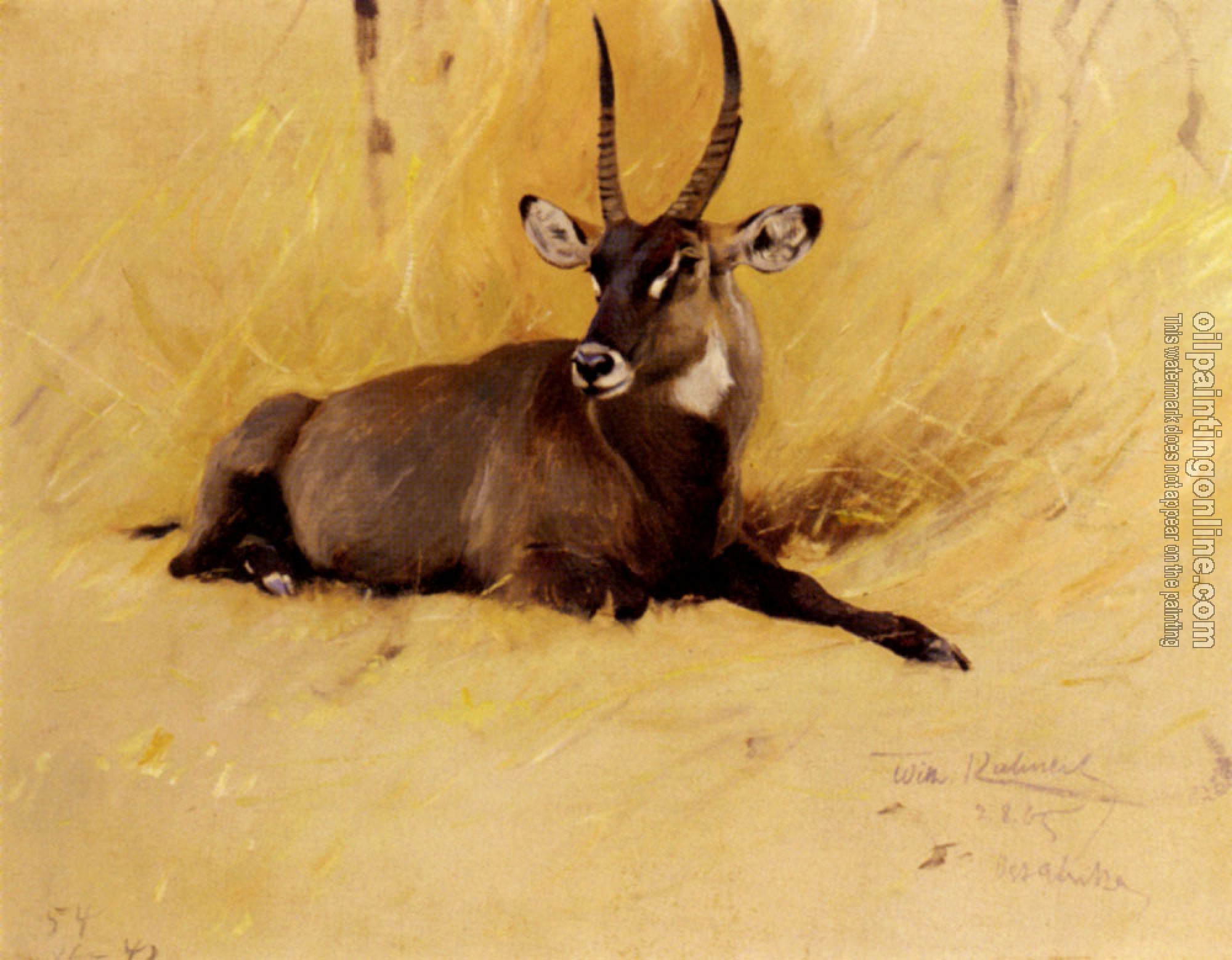 Friedrich Wilhelm Kuhnert - A Common Waterbuck